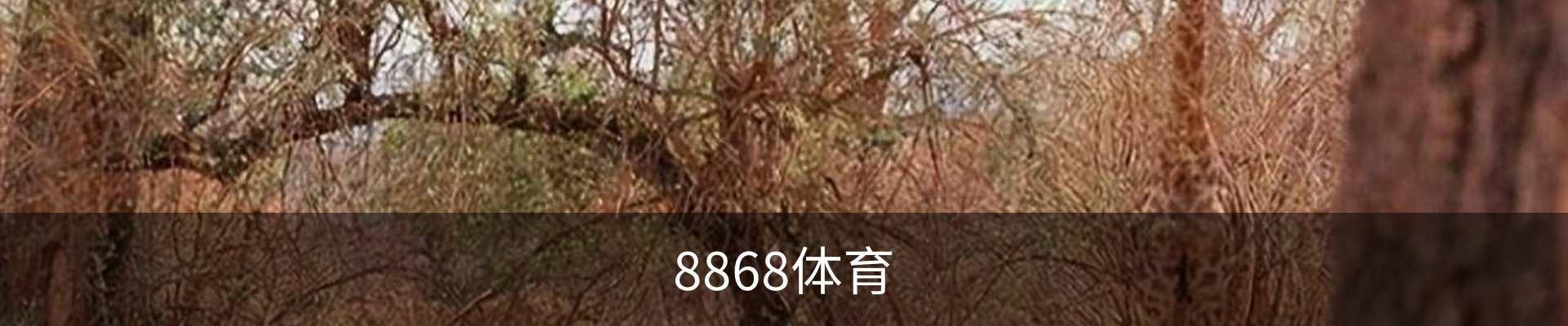 8868体育· (中国)官方网站- 8868SPORTS